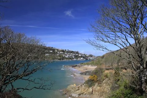 Tree over the beach on the shore at salcombe Stock Photos