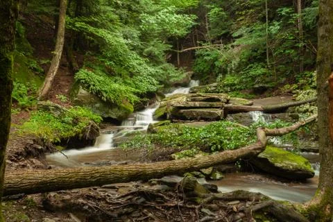 Tree over cascading stream Stock Photos