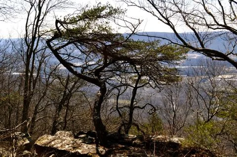 Tree over chatanooga 写真素材