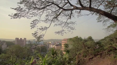 Tree over city Video stock 76016044