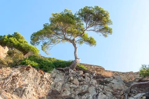 Tree over a cliff covered with dry plants and roots in Catalonia Spain Stock Photos