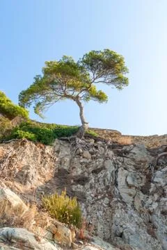 Tree over a cliff covered with dry plants and roots in Catalonia Spain Stock Photos