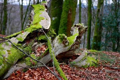 Tree over fallen leaves Stock Photos