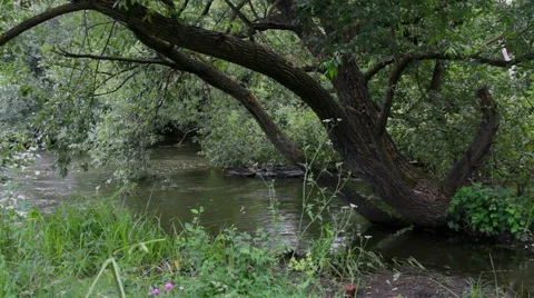 Tree over forest river Vidéo 55802923