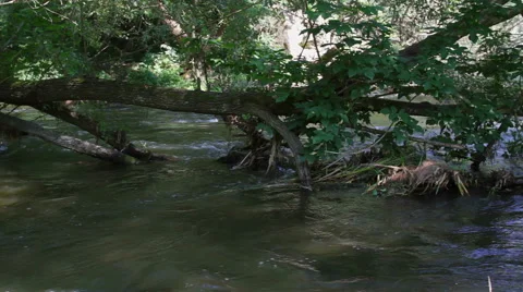 Tree over Forest stream Stock Footage 54793847
