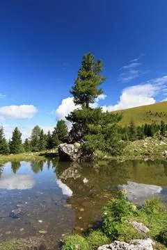 Tree over the lake Stock Photos