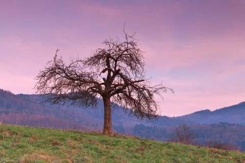 Tree over mountains at red sunset Stock Photos
