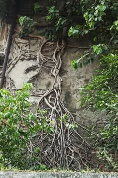Tree is over the old brick wall Stock Photos