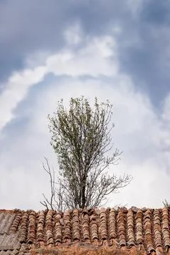 Tree Over Red Tile Rooftop Stock Photos