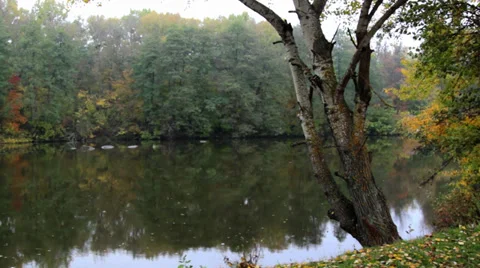 Tree over a river in autumn Stock Footage 31851575