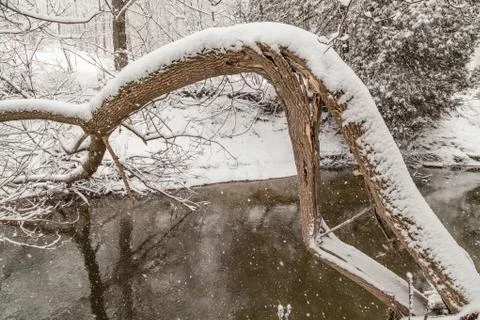Tree Over River 写真素材