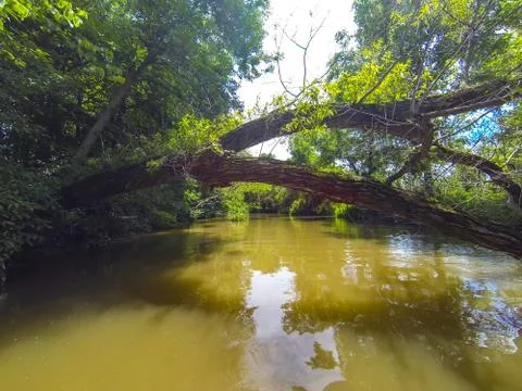 Tree over river Stock Photos