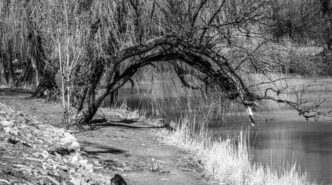Tree over speech, irregular tree, meanders of nature, water and wood Stock Photos