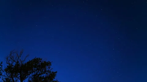 Tree over sunrise night starry sky with stars motion timelapse,universe field Stock Footage 133066061