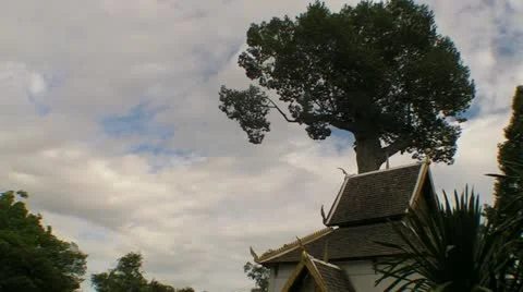 Tree over the Temple Stock Footage