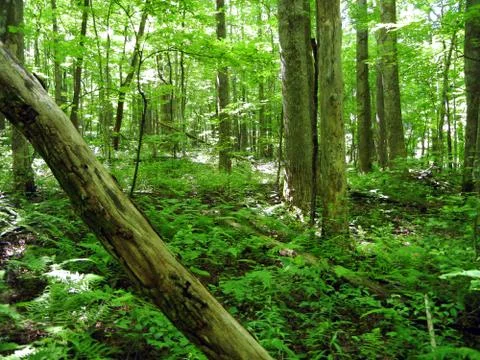 Tree over trail 스톡 사진