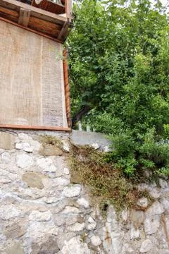 Tree over the wall. Stock Photos