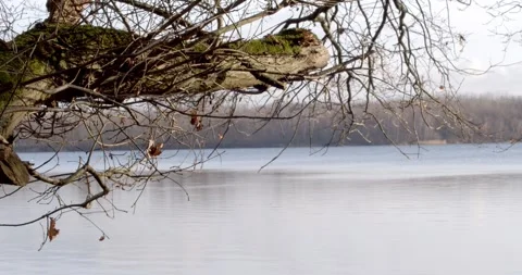 Tree over water 1 4K Stock Footage 263848125