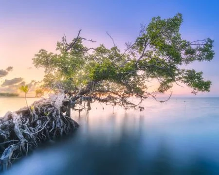 Tree over the water and coast of Borneo beach Stock Photos