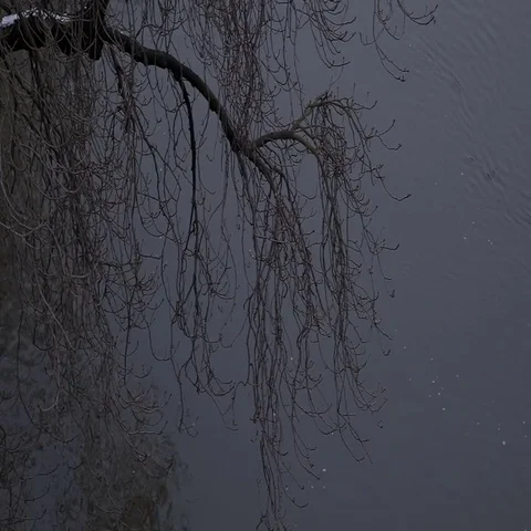 Tree over the water. Stock Footage 69413069