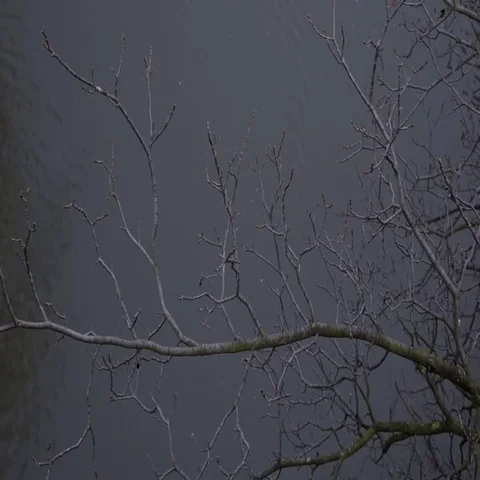 Tree over the water. Stock Footage 69413248
