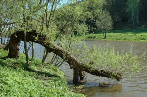 Tree over water Stock Photos