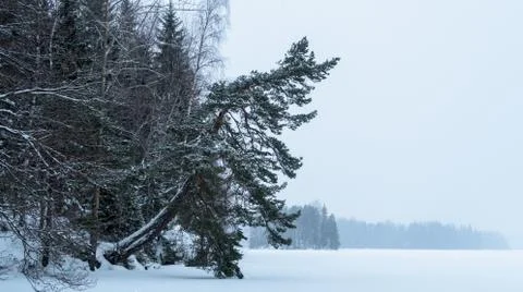 Tree over a winter lake Stock Photos