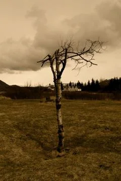 Tree overcast Stock Photos