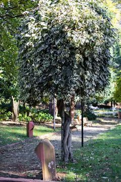 Tree overgrown with ivy in the park. Stock Photos