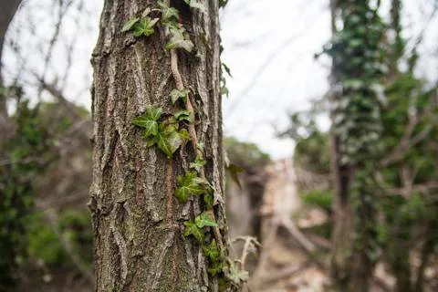 A tree overgrown with ivy Foto stock