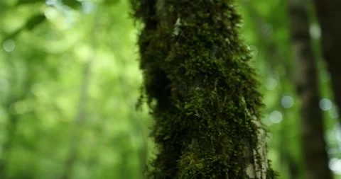 A tree overgrown with moss. Stock-Footage 91772817