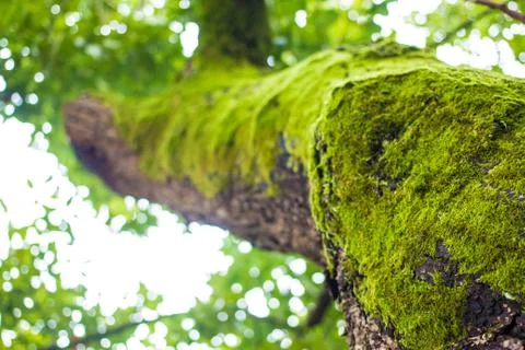 A tree Overgrown by Moss Stock Photos