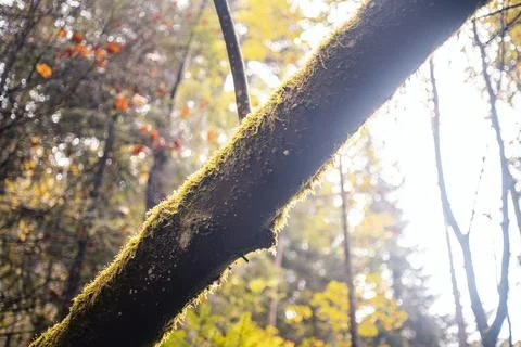 Tree overgrown with moss Stock Photos