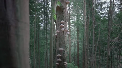 Tree overgrown with mushrooms. An alien nematode and parasite growing in Stock Footage 270136590