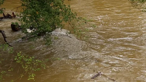 Tree overhanging river Stock Footage 97528124
