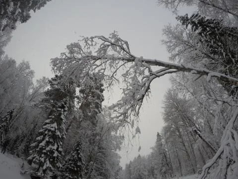 Tree overhanging the river Stock Photos