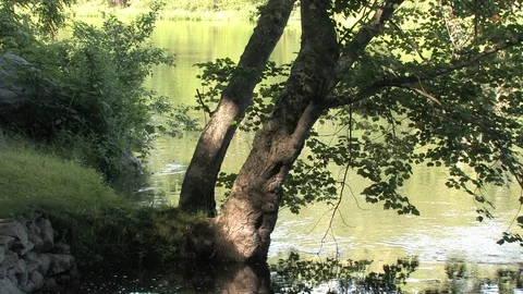 Tree Overhanging River Scene Stock Footage 128718882