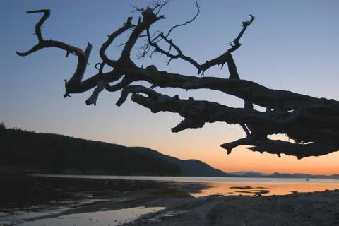 Tree overhanging the water at sunset, Cabbage Island, Southern Gulf Islands,  Stock Photos
