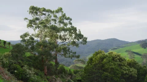 Tree overlooking mountain - Australian Outback Video stock 46096510