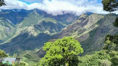 Tree Overlooking Mountain Valley at Top Station Munnar Foto stock