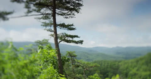 Tree Overlooking Smoky Mountains Stock Footage 63265232
