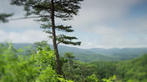Tree Overlooking Smoky Mountains Stock Footage 63268017