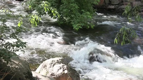 Tree overlooking a stream No. 3 Video stock 45400608