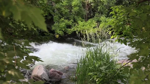 Tree overlooking a stream No.1 Video stock 45400590
