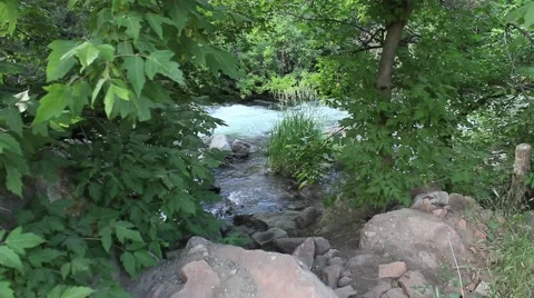 Tree overlooking a stream No.2 Vidéo 45400390