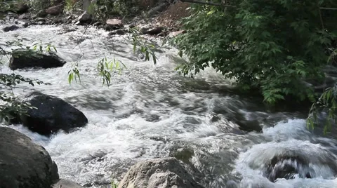 Tree overlooking a stream No.4 Video stock 45400654