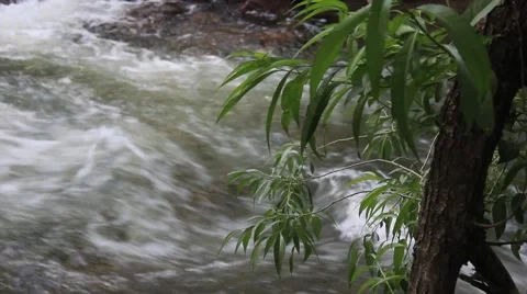 Tree overlooking a stream No.5 Video stock 45400457