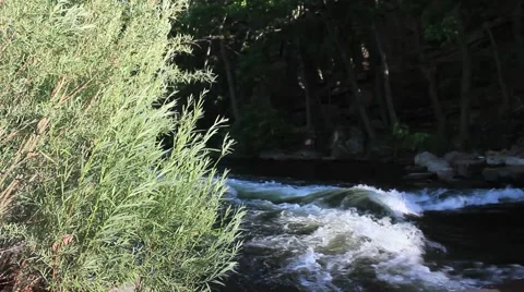 Tree overlooking a stream No.6 Video stock 45400643