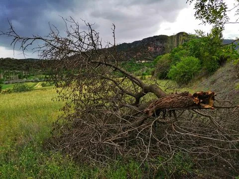 Tree overturned by storm. Stock Photos