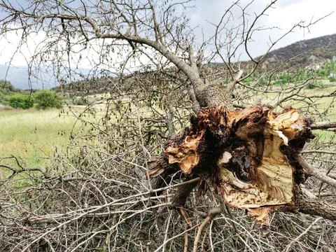 Tree overturned by storm. Stock Photos